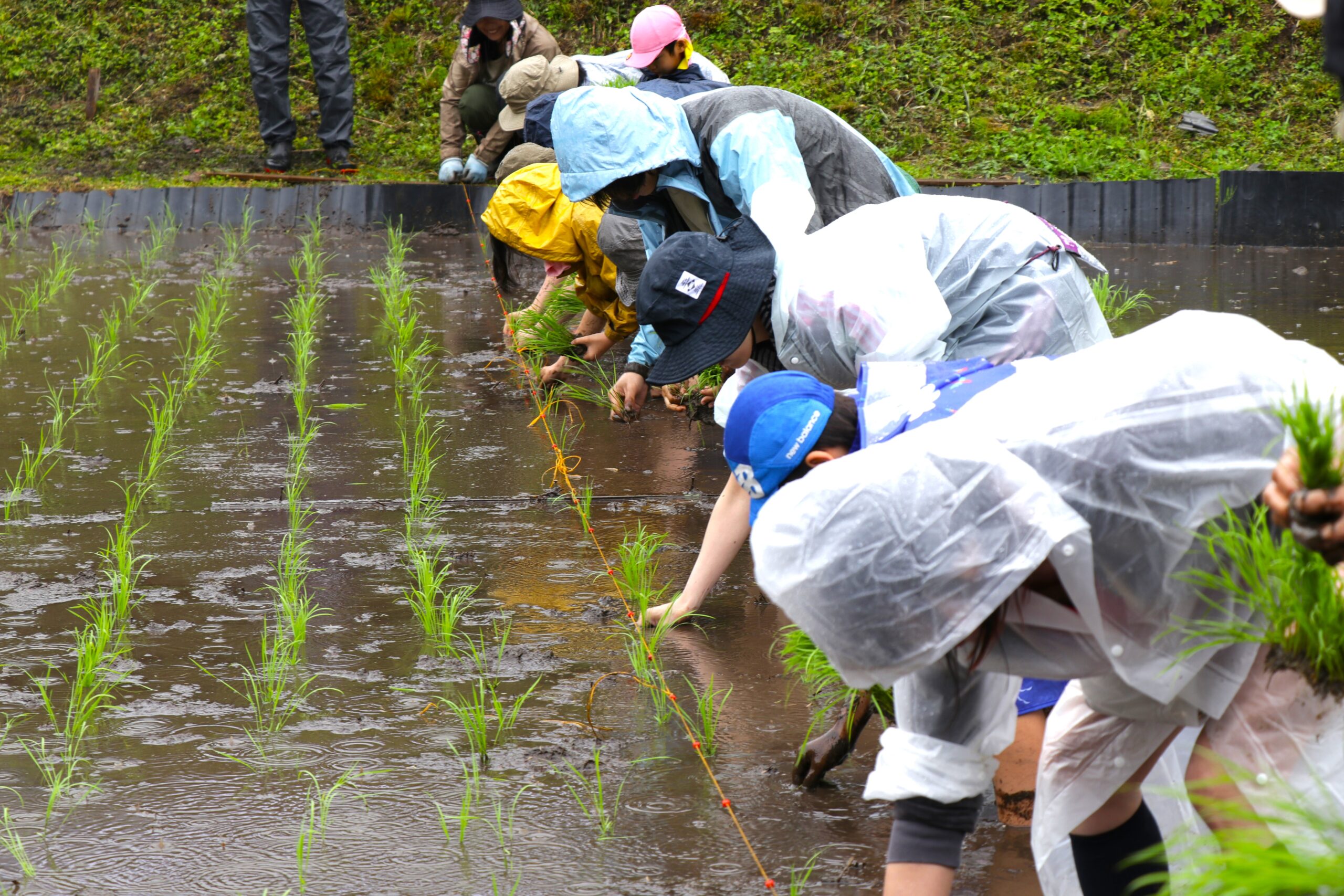 田植え体験会へ、ご参加ありがとうございました！
