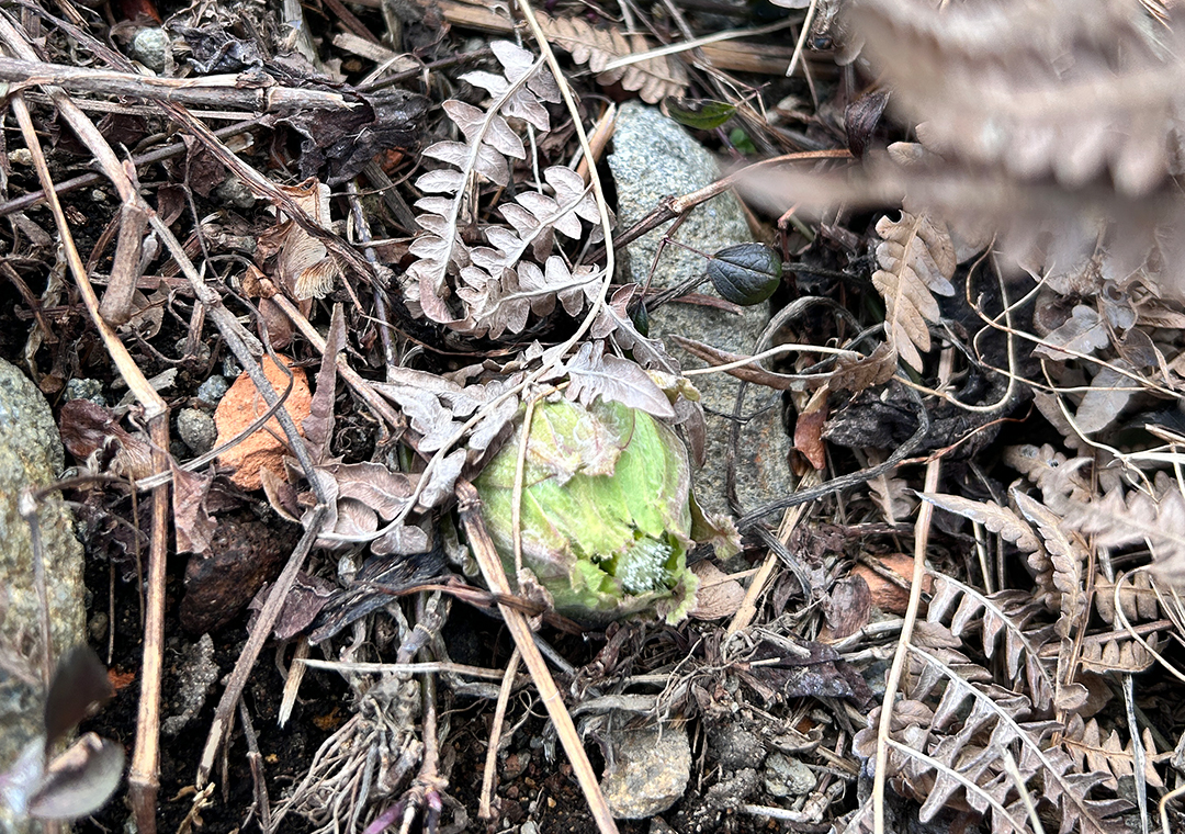 善玉菌リトリート「HOLY FUNGUS」3年目のOPENに向けて！