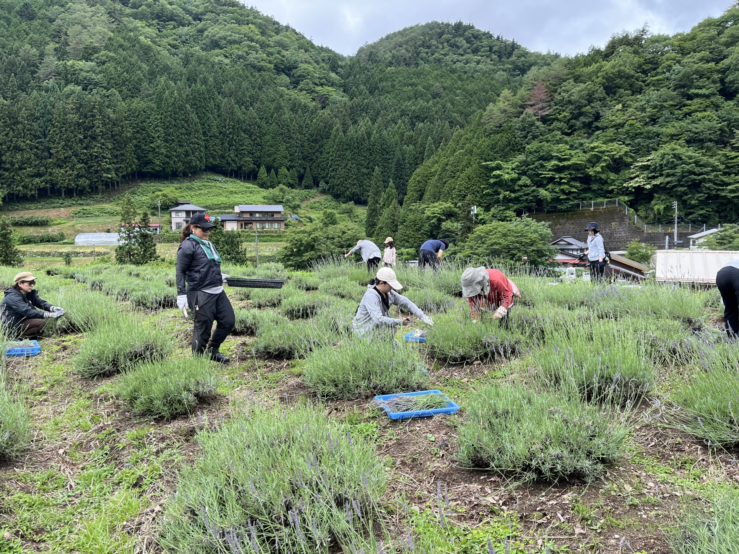 ハーブ収穫体験会を開催しました。